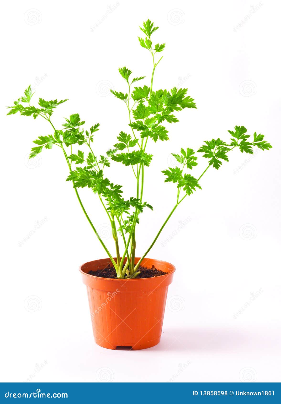 Parsley Plant stock photo. Image of cultivate, green 13858598