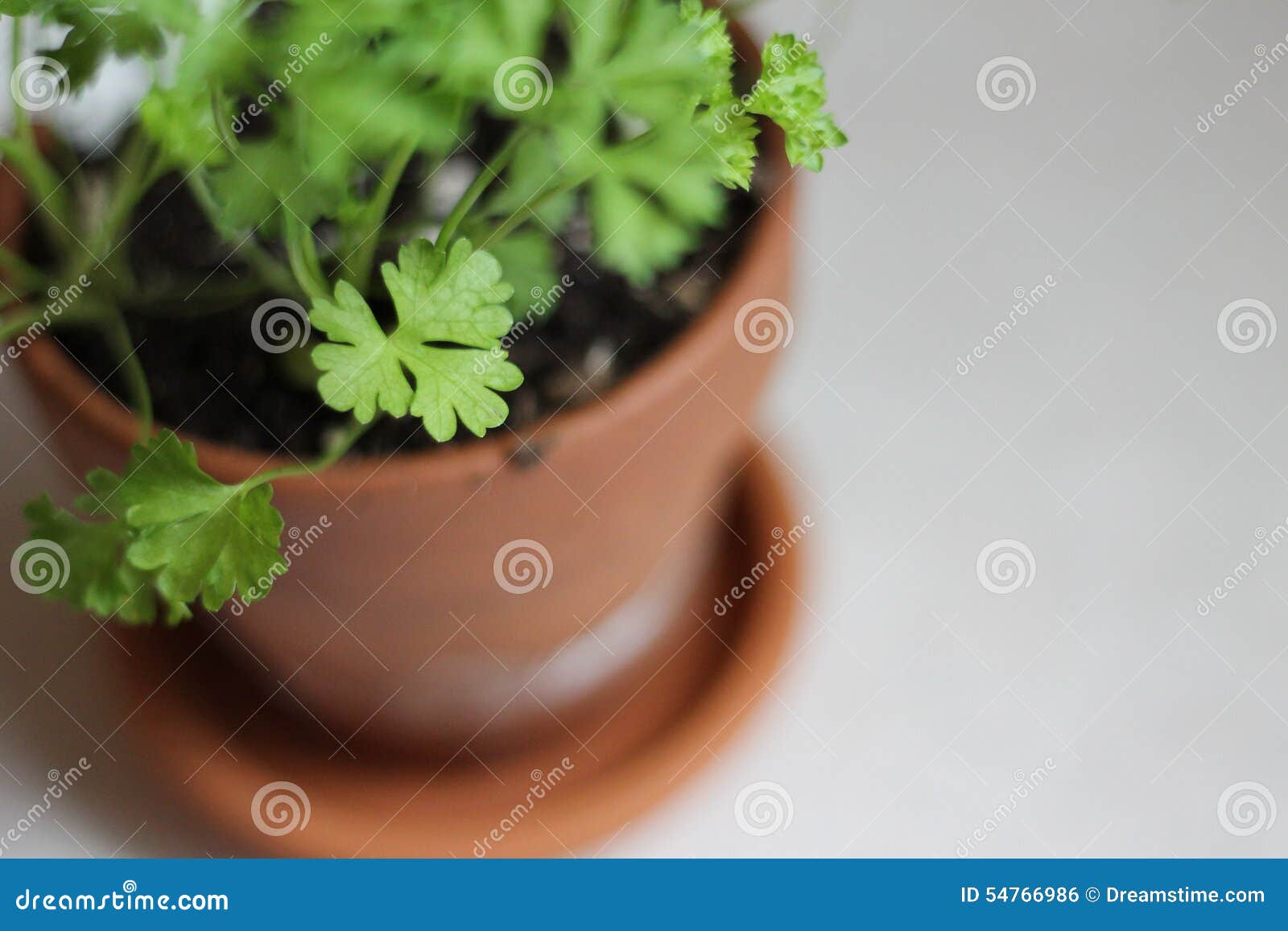 Parsley Plant in Pot stock photo. Image of garden, parsley 54766986