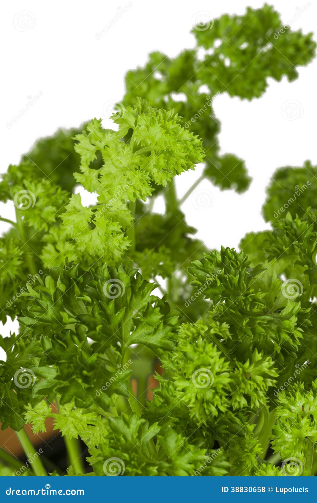 Parsley in Plant Pot, Closeup View Stock Photo Image of herb, plant