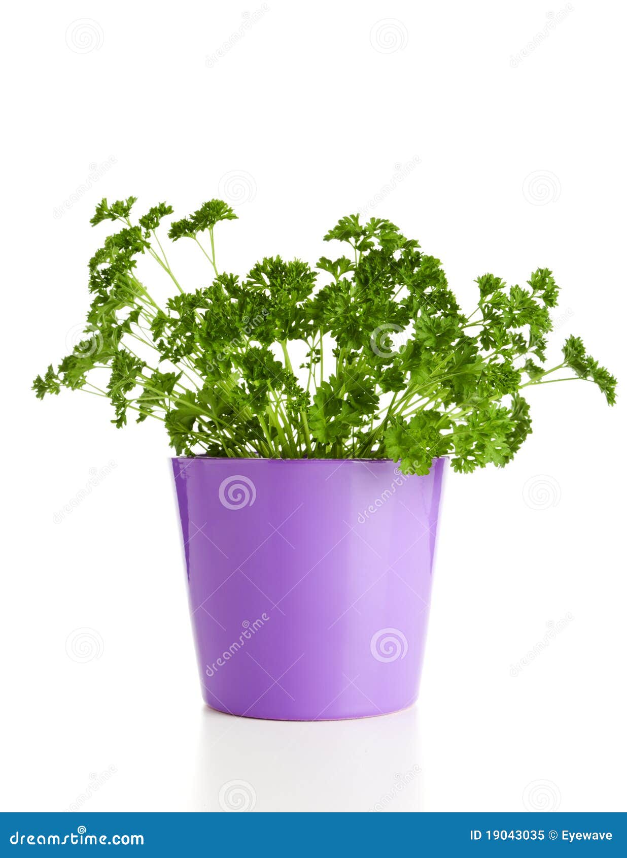 Parsley in a pot stock image. Image of ingredients, petroselinum 19043035