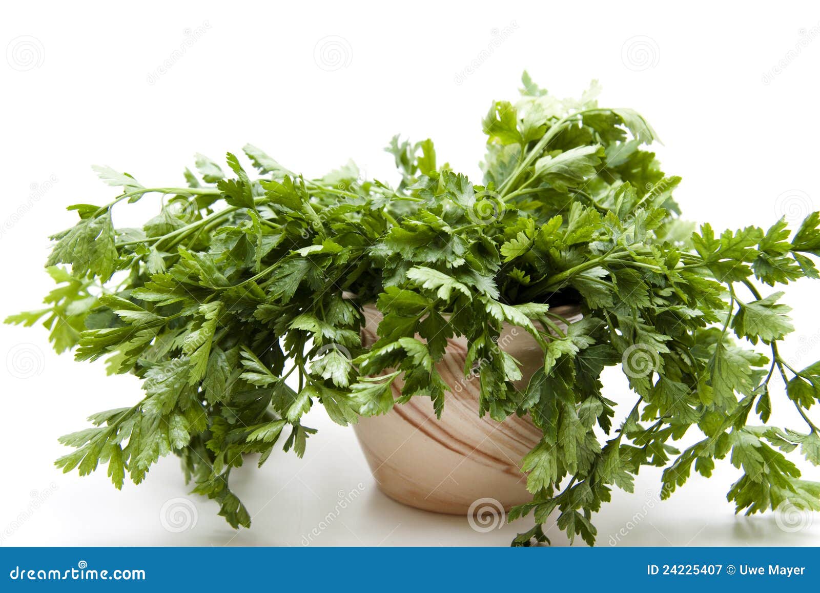 Parsley in the pot stock image. Image of bundle, leaves 24225407