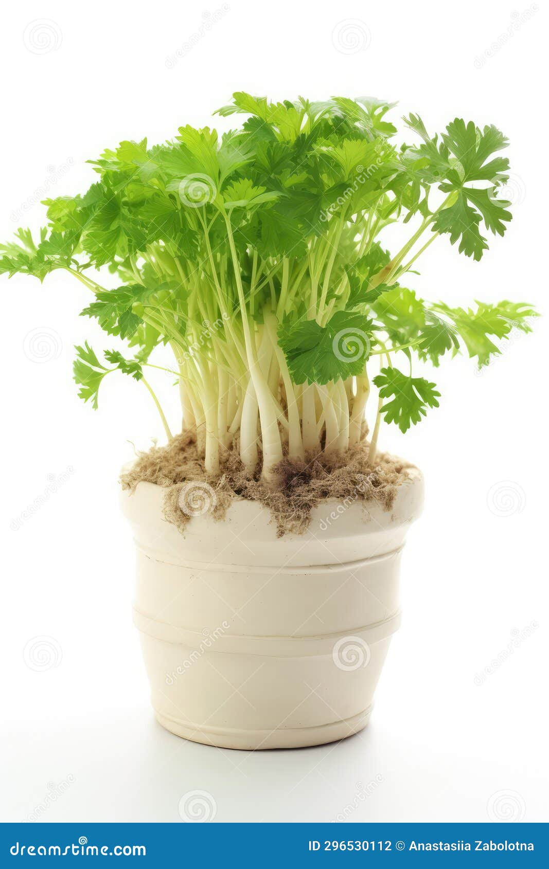 Parsley Root Growing in White Pot on White Background. Generative AI