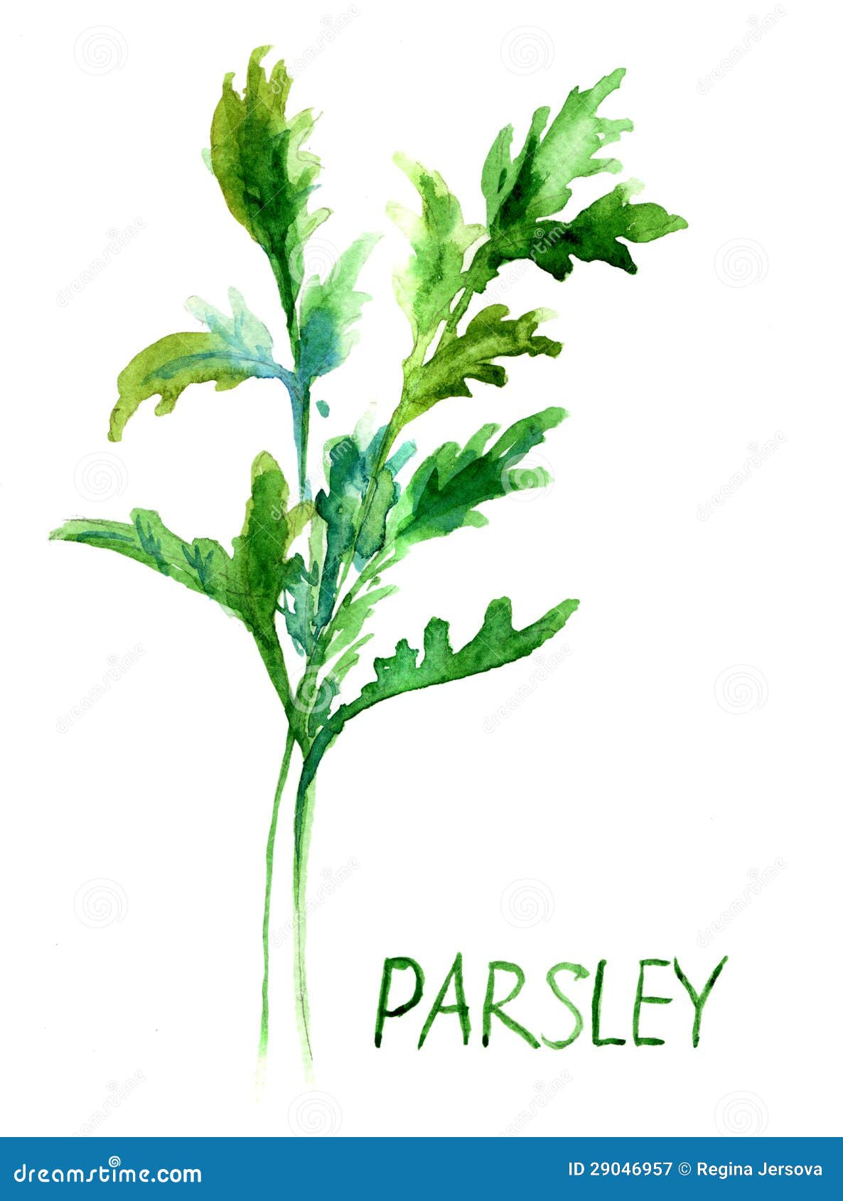 Parsley, Watercolor Illustration Stock Illustration Illustration of