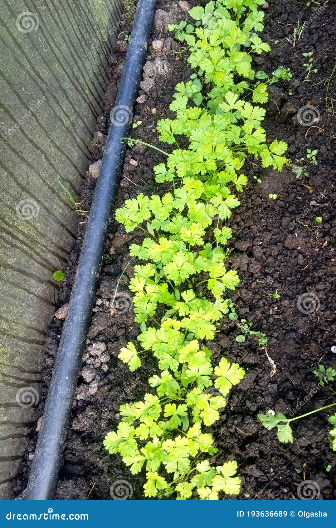 Parsley, Young Juicy Parsley Shoots Stock Image Image of food, field