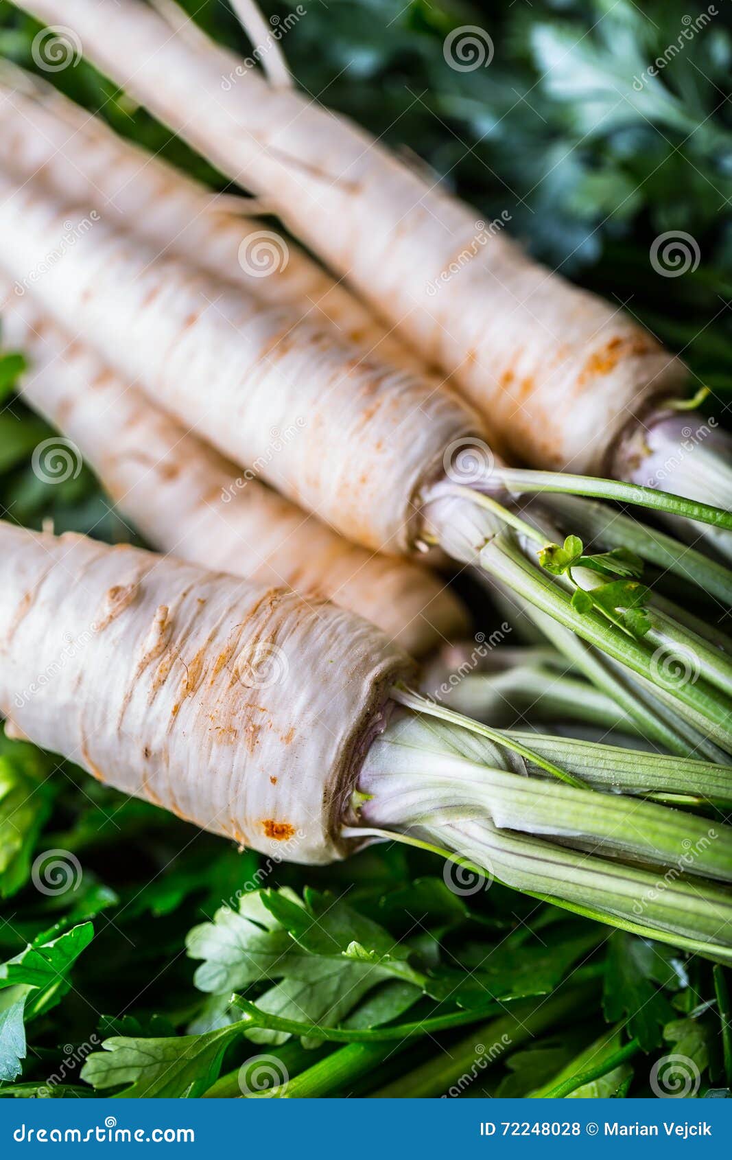 Parsnip. Fresh Parsnip. Parsnip with Parsley on Concrete Board. Several Fresh Parsnip Pieces