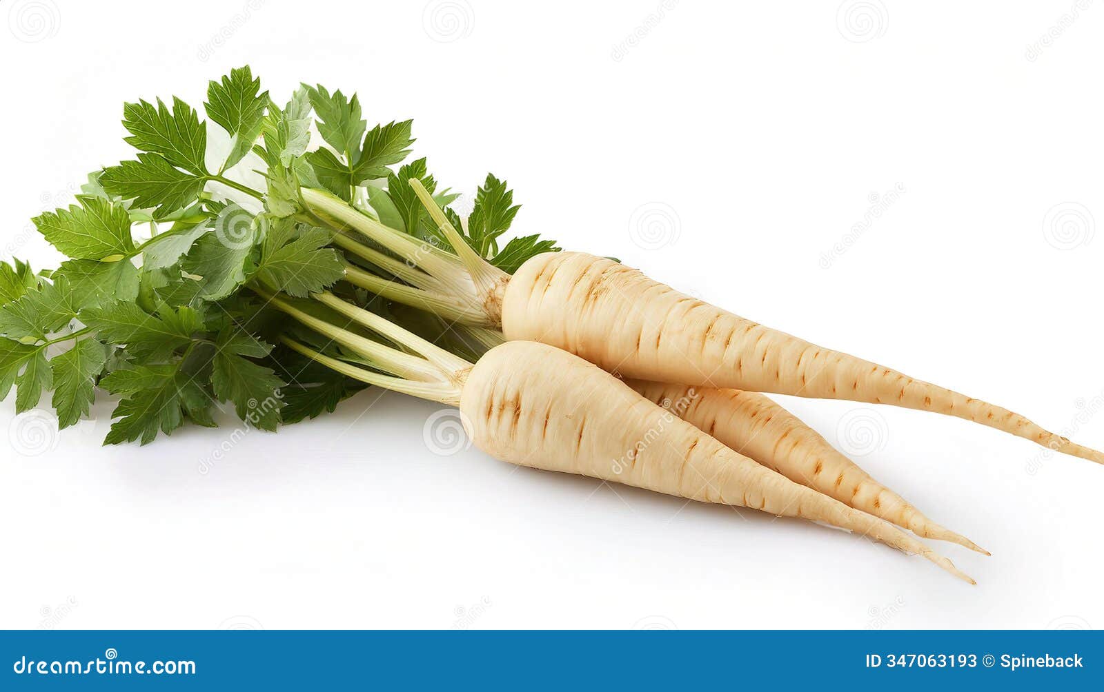 parsnip - pastinaca sativa - is a tap root taproot vegetable closely related to carrot and parsley and can be cooked but can also
