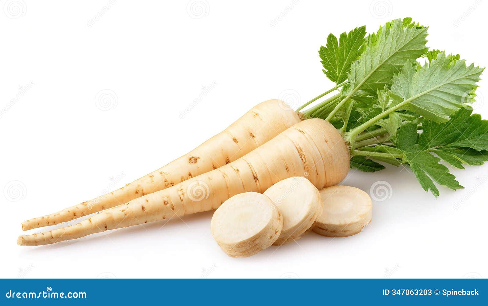 parsnip - pastinaca sativa - is a tap root taproot vegetable closely related to carrot and parsley and can be cooked but can also