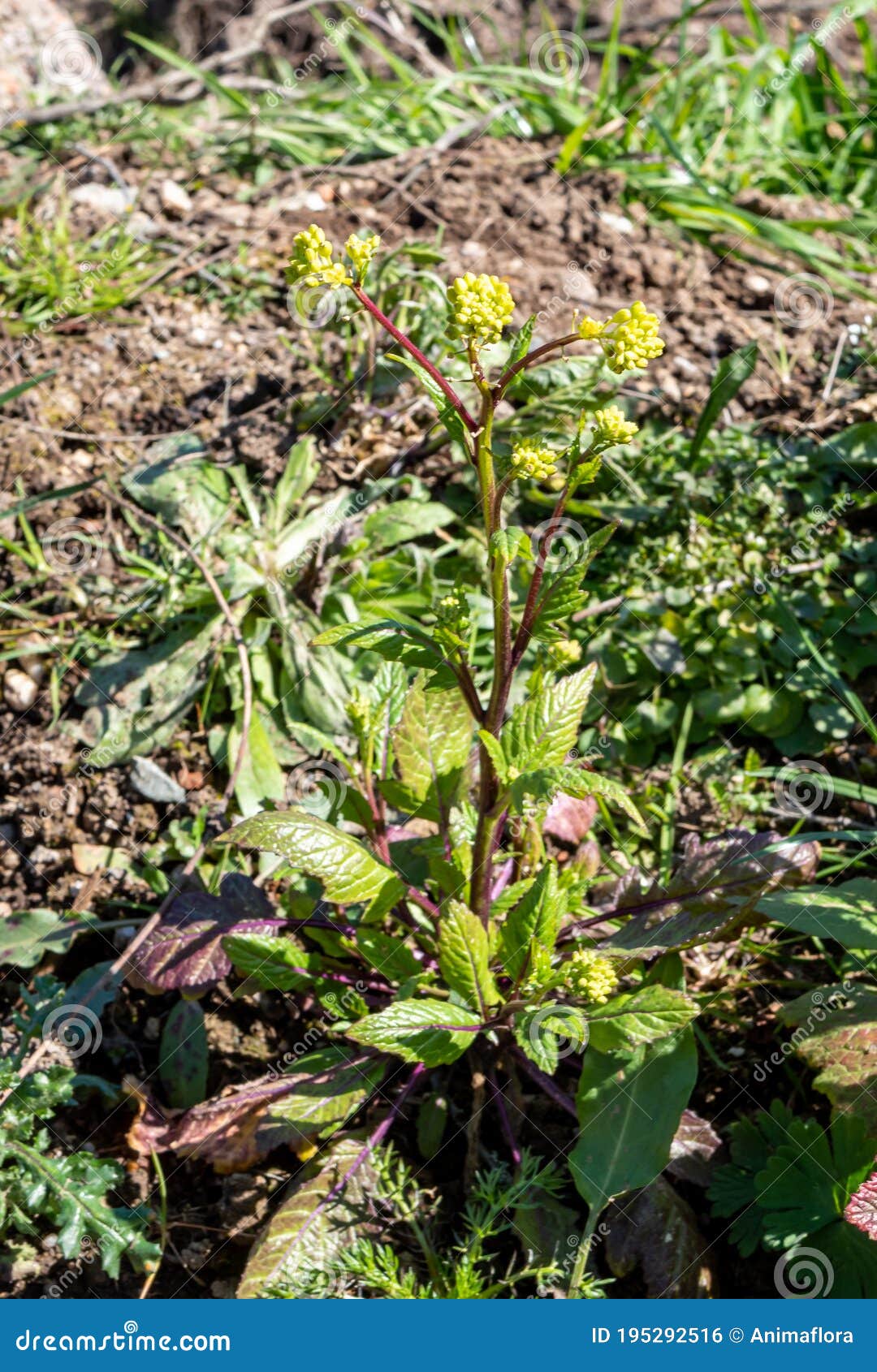 parsnip pastinaca sativa, umbels in spring