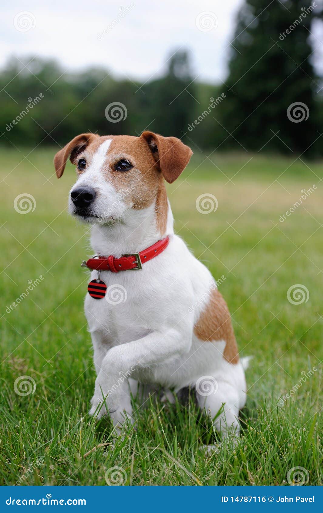 Parson Jack Russell Terrier Offering His Paw Stock Photo Image of