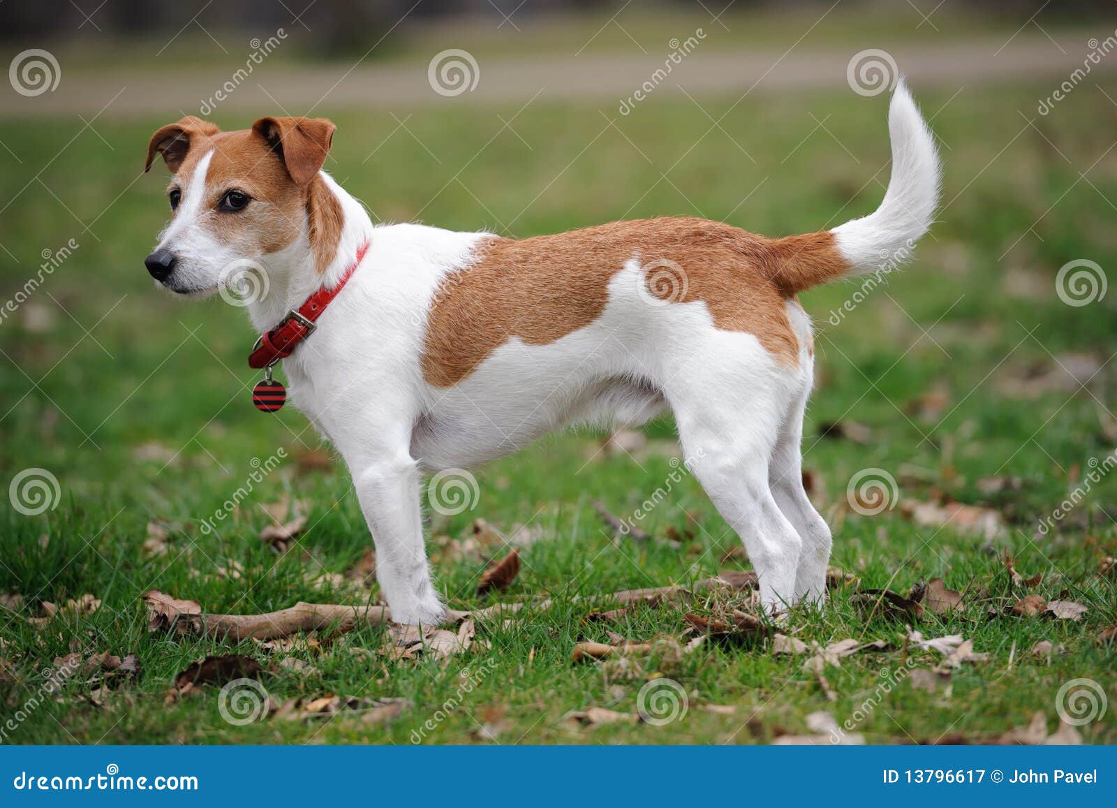 Parson Jack Russell Terrier Standing in a Park Stock Image Image of