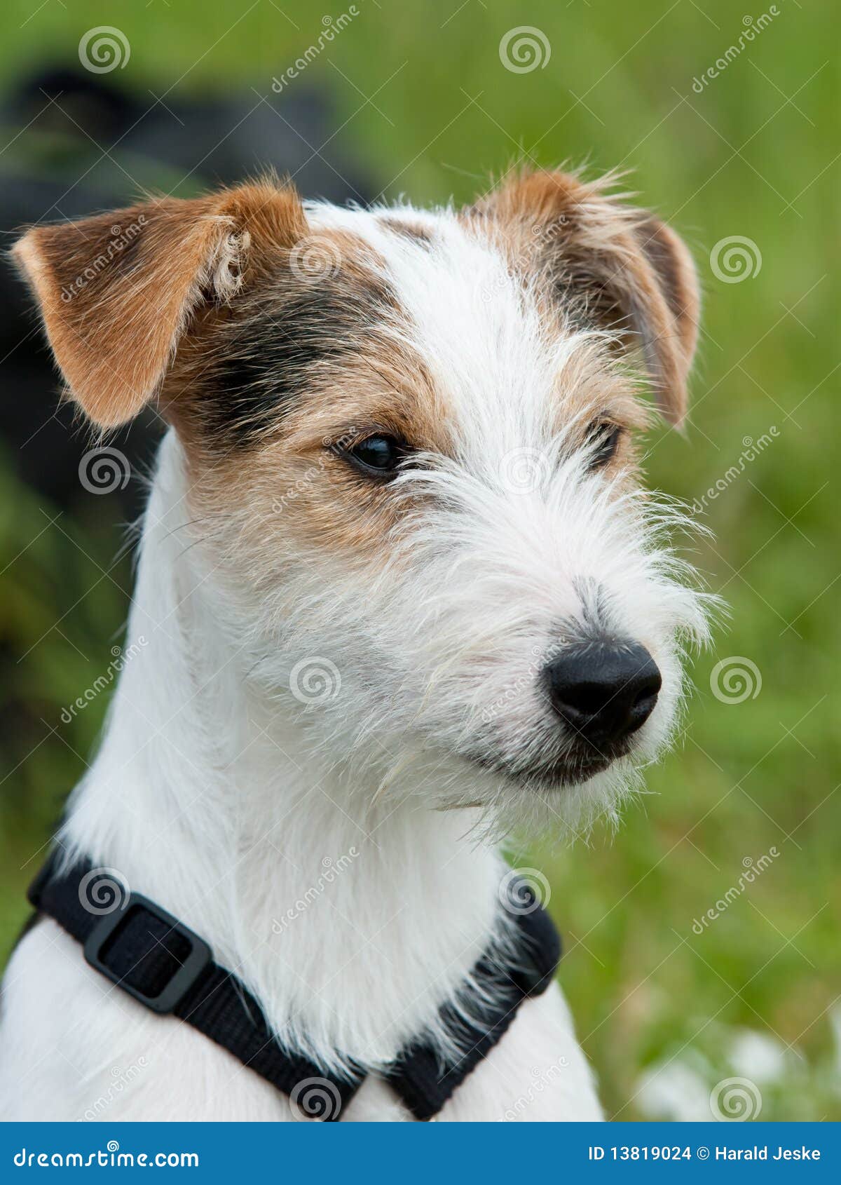 Parson Russell Terrier stock photo. Image of looks, closeup 13819024