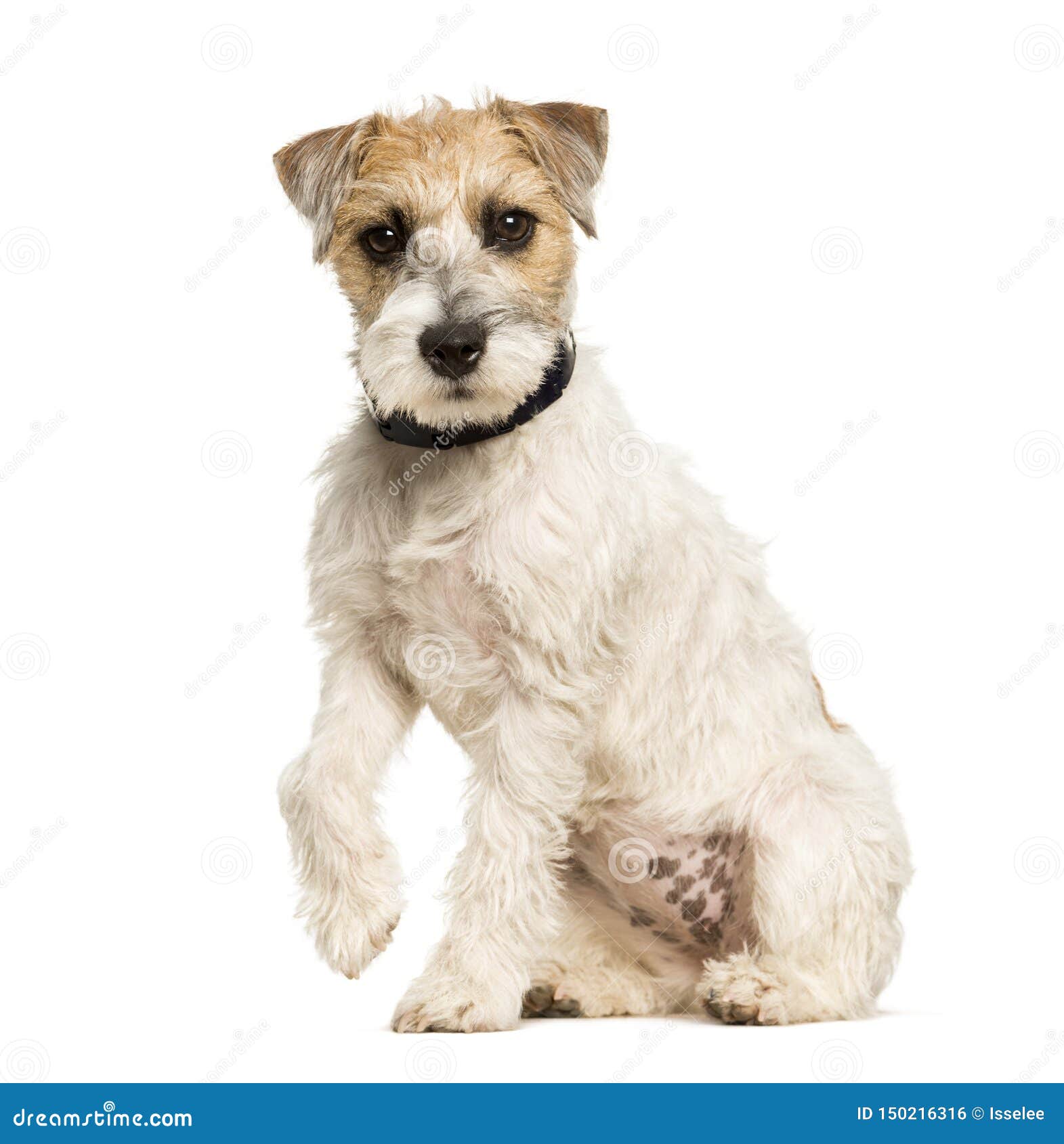 1 226 White Parson Russell Terrier Photos Free Royalty Free Stock Photos From Dreamstime