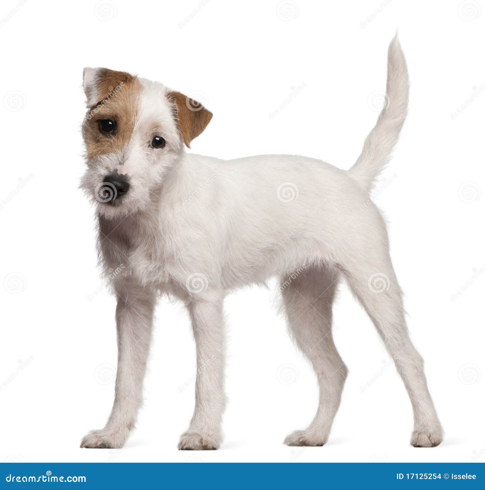 Parson Russell Terrier Puppy 6 Months Old Stock Photo Image Of