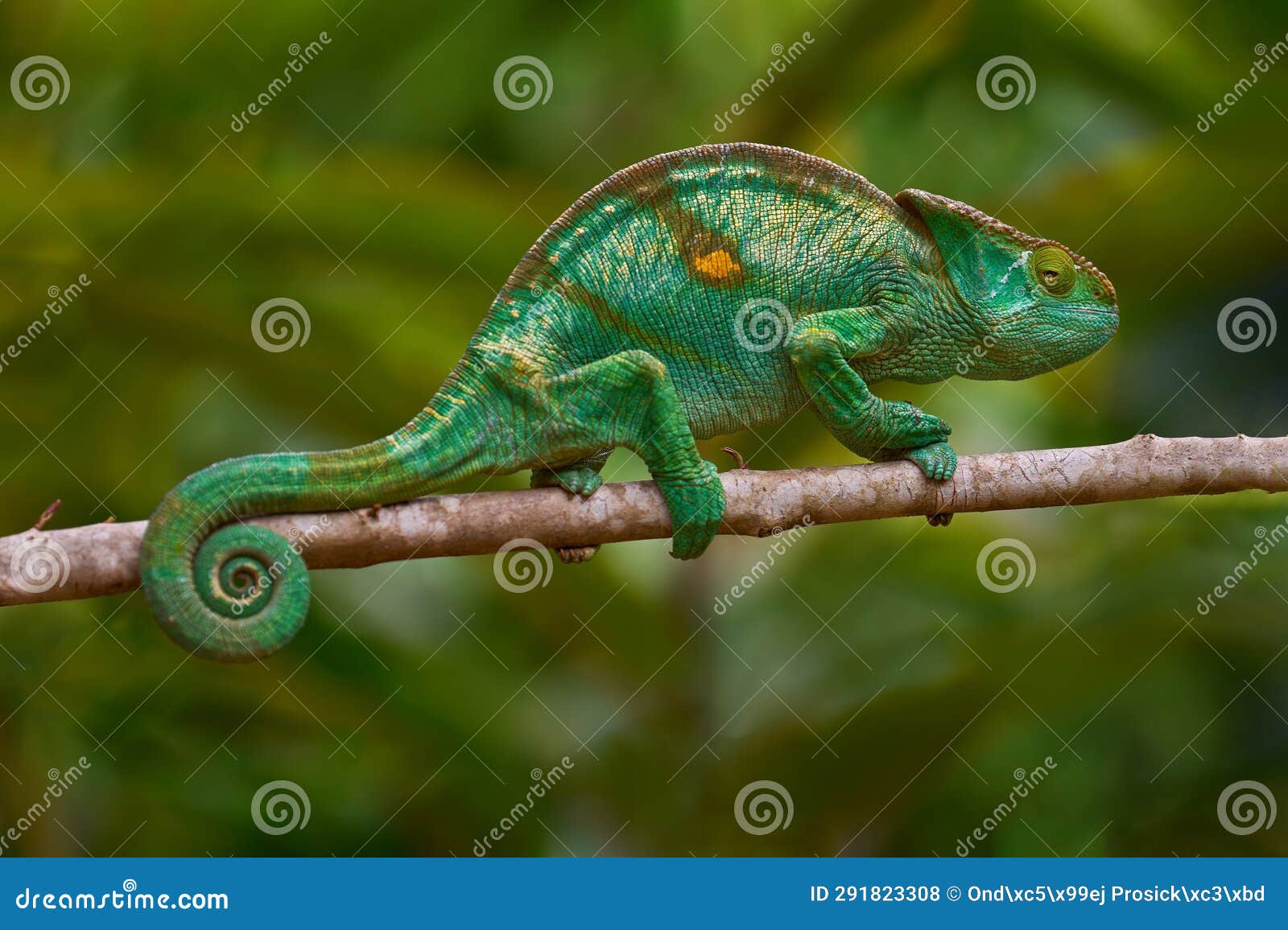 parson's chameleon, calumma parsonii, forest habitat. exotic beautifull endemic green reptile with long