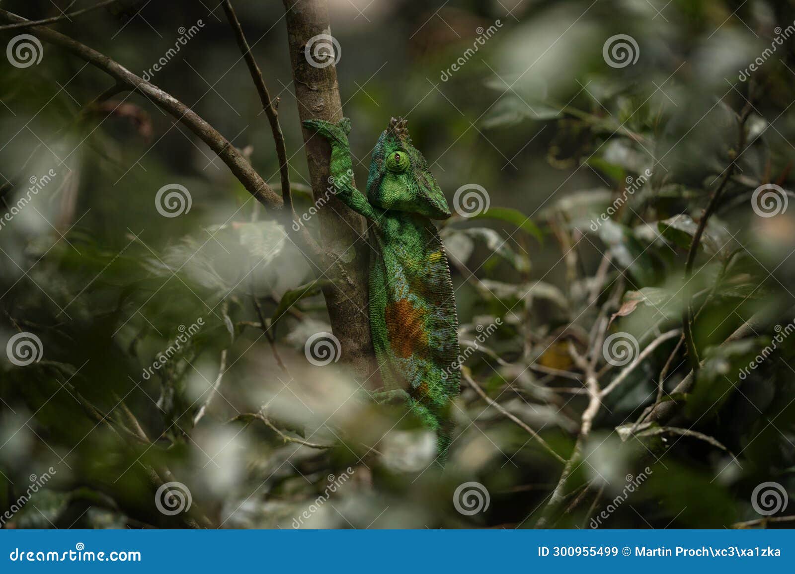 parson's chameleon, calumma parsonii