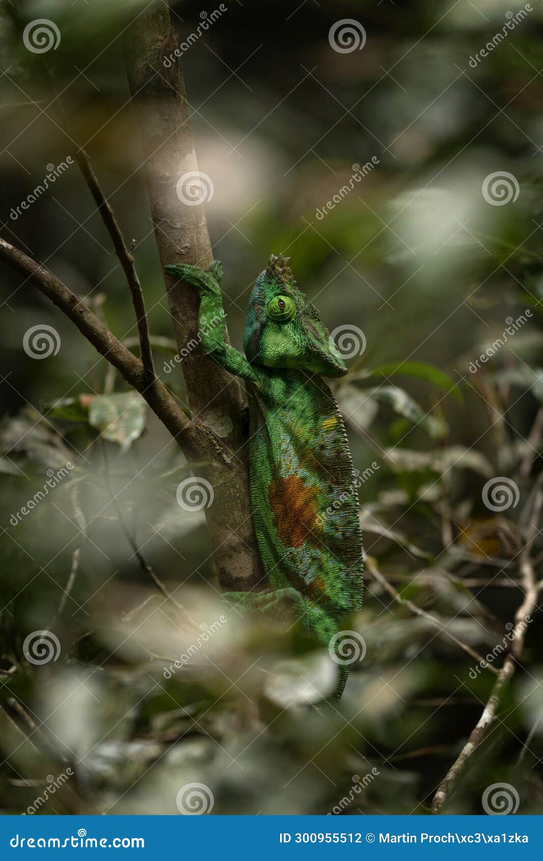 parson's chameleon, calumma parsonii