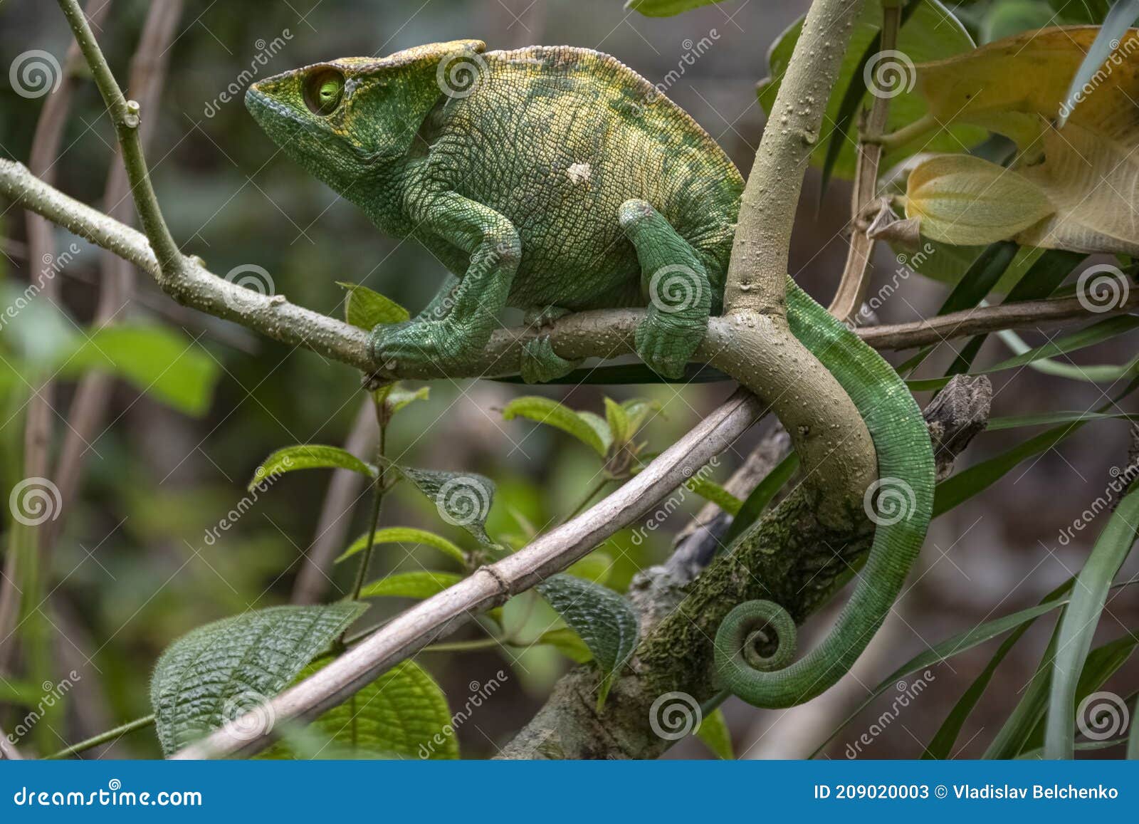 amazing colorful chameleon parson's. madagascar. africa