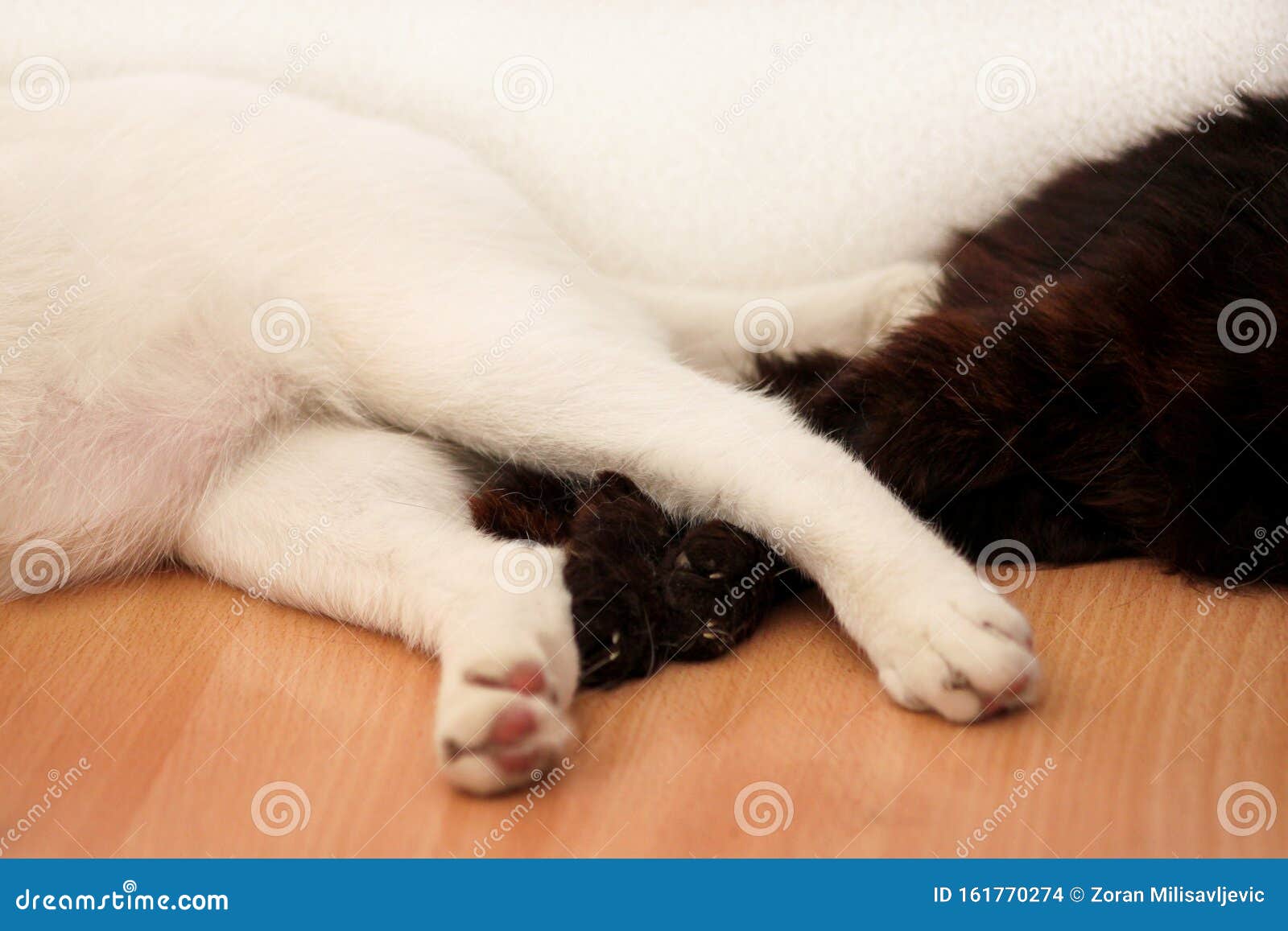 Part Of Black And White Cats Paws Close Up Sleep In Room Of