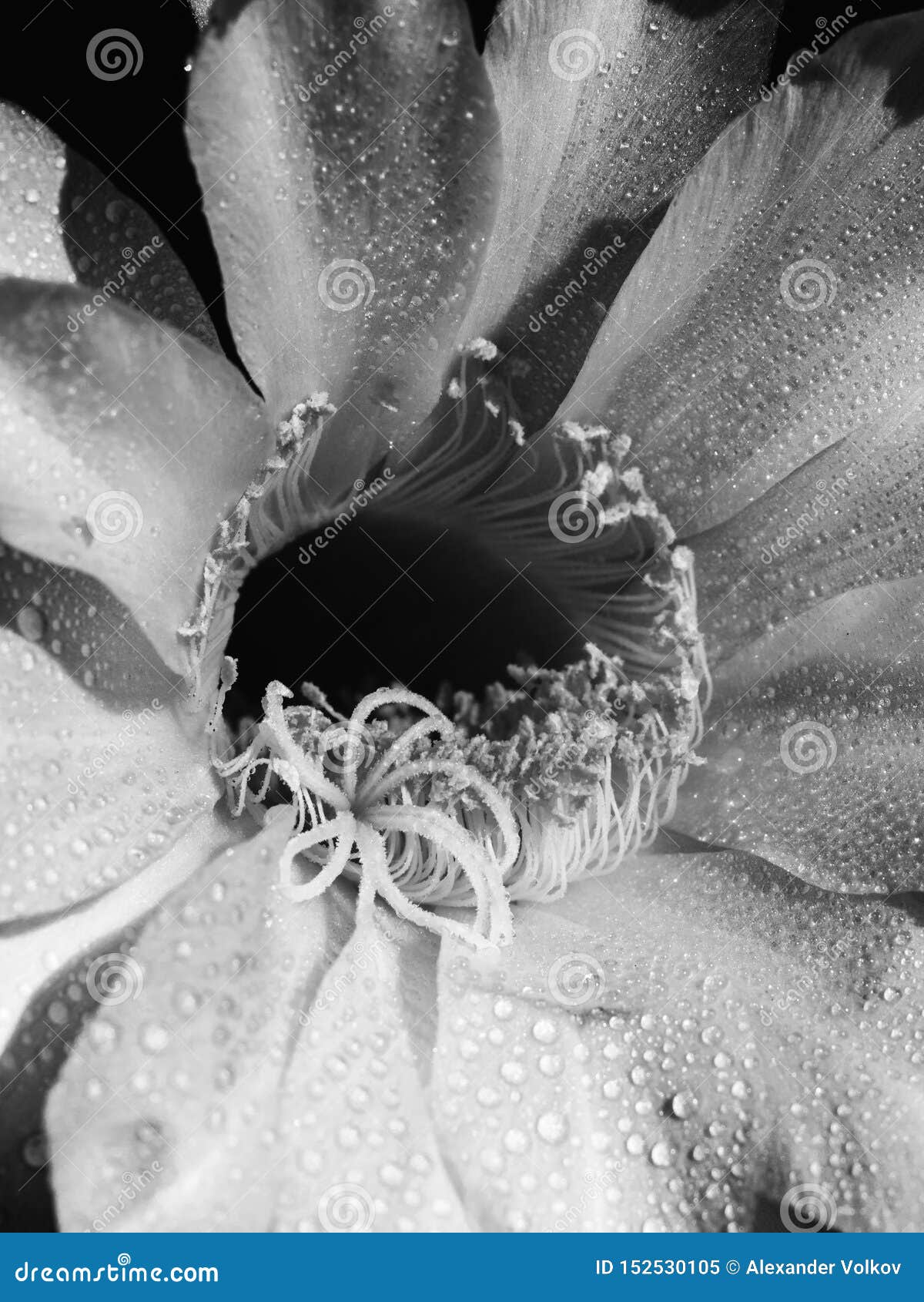 Flower Blooming Cactus Echinopsis Obrepanda Black and White. Close Up ...