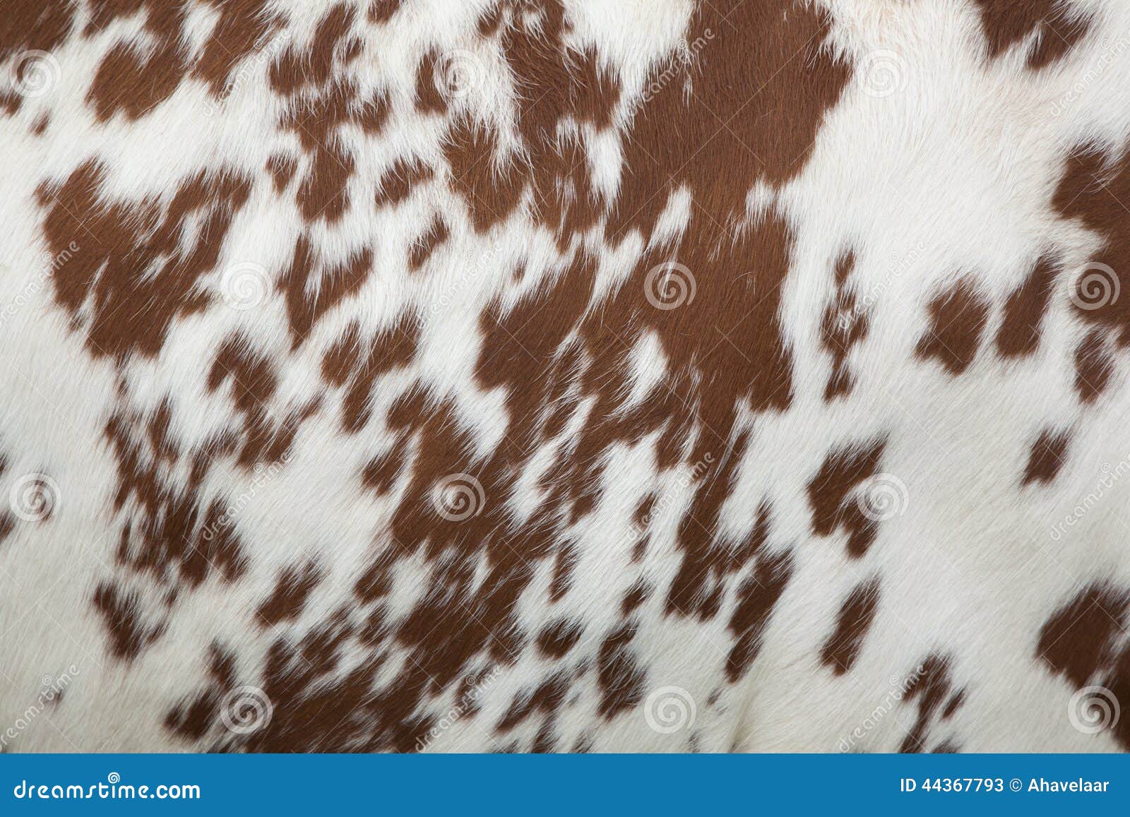 part of hide of red and white cow