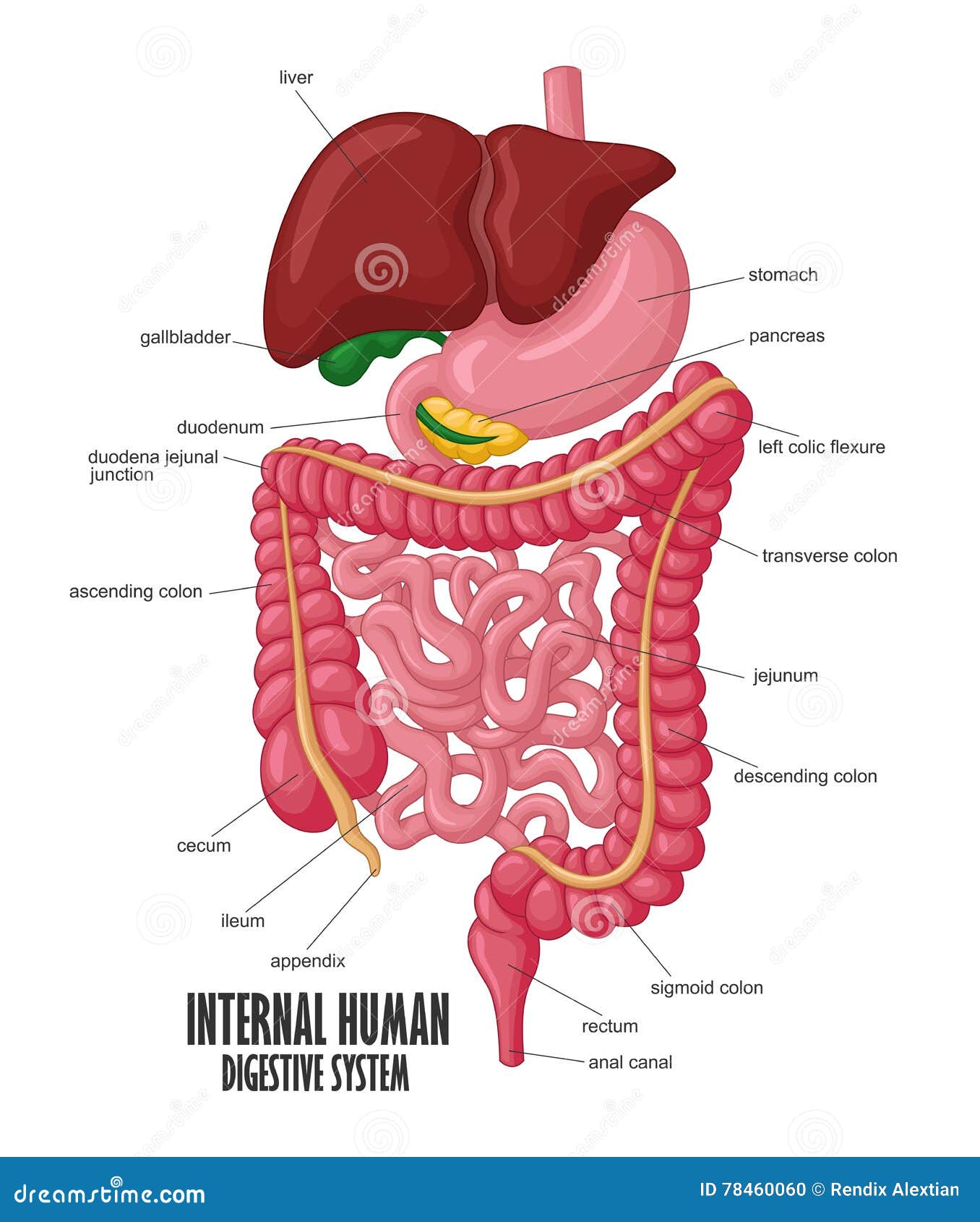 The Part Of Internal Human Digestive System Illustration Stock