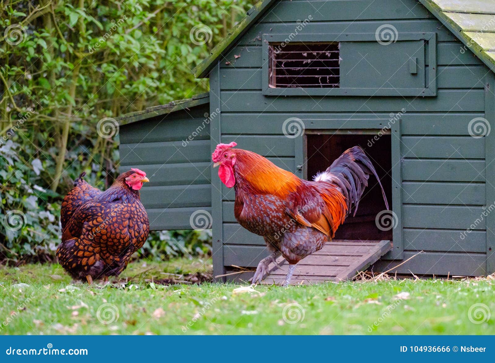 pair of wyandotte chickens seen outside there timber built couple, as seen in a garden setting.