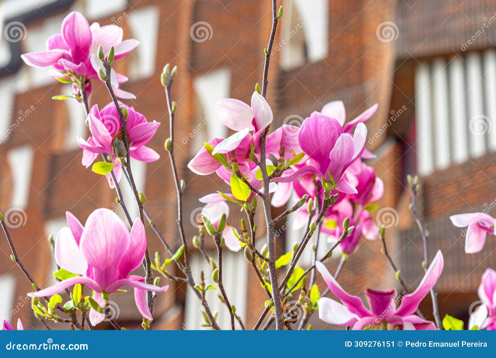part of a tree with magnolias with an urbanized background of a residential building.