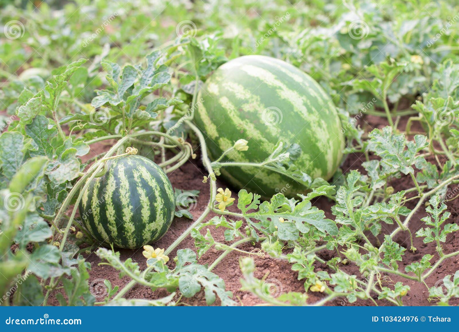 Watermelon In A Garden Stock Photo Image Of Grow Lifestyle