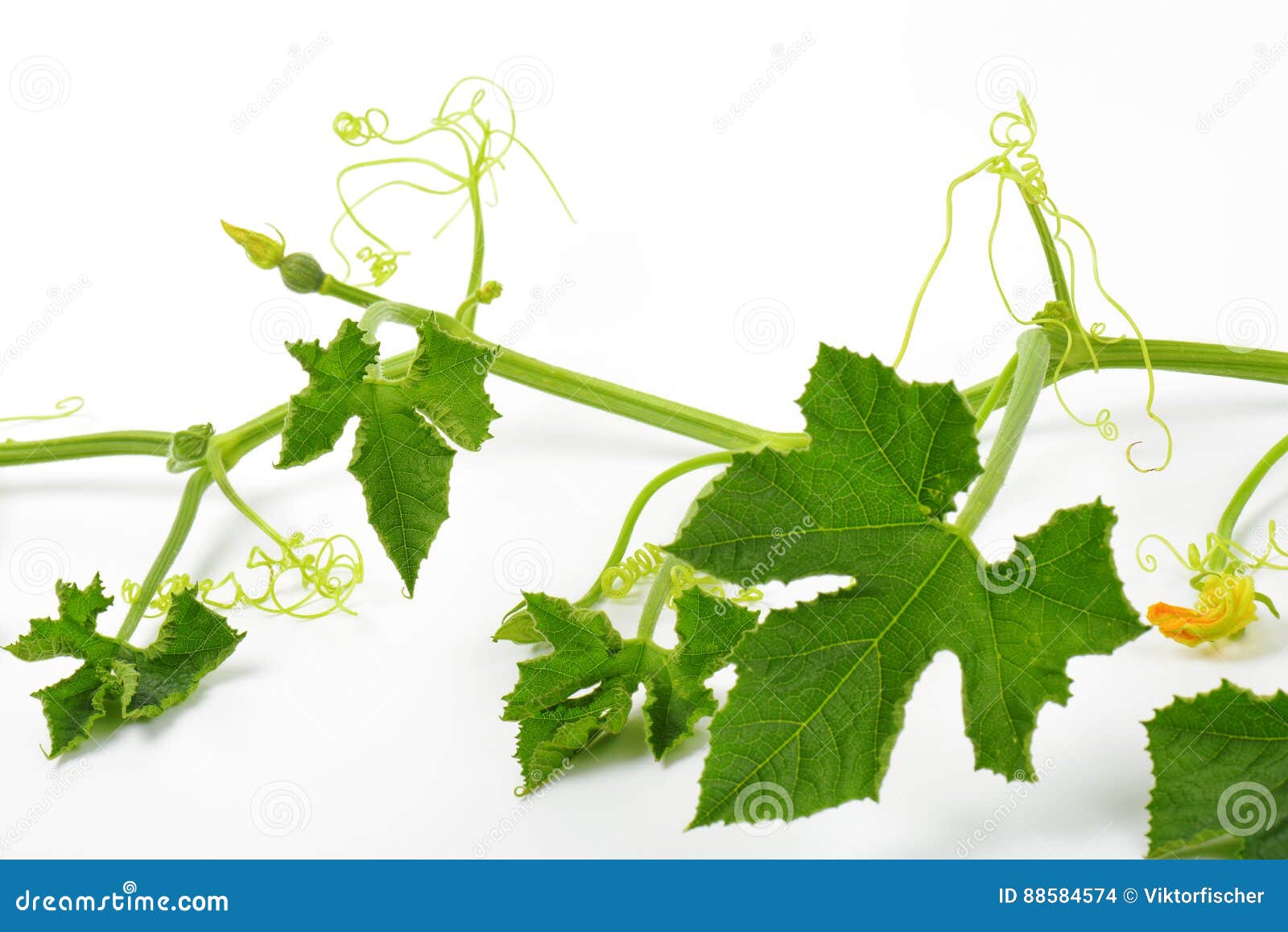 Part of zucchini plant stock photo. Image of courgette 88584574