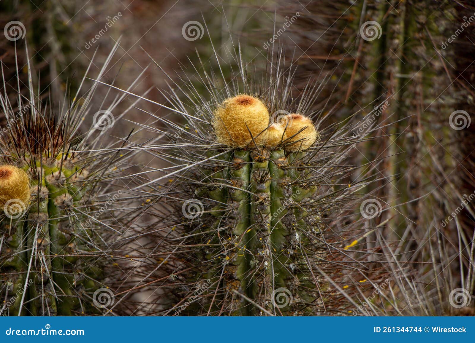 cactus del desierto de atacama