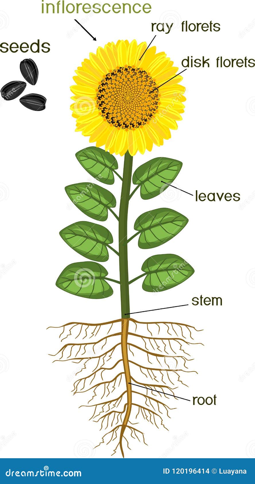 Partes De La Planta Del Girasol Morfología De La Planta Floreciente Con El  Sistema, La Flor, Las Semillas Y Los Títulos De La Raí Ilustración del  Vector - Ilustración de sistema, piezas: