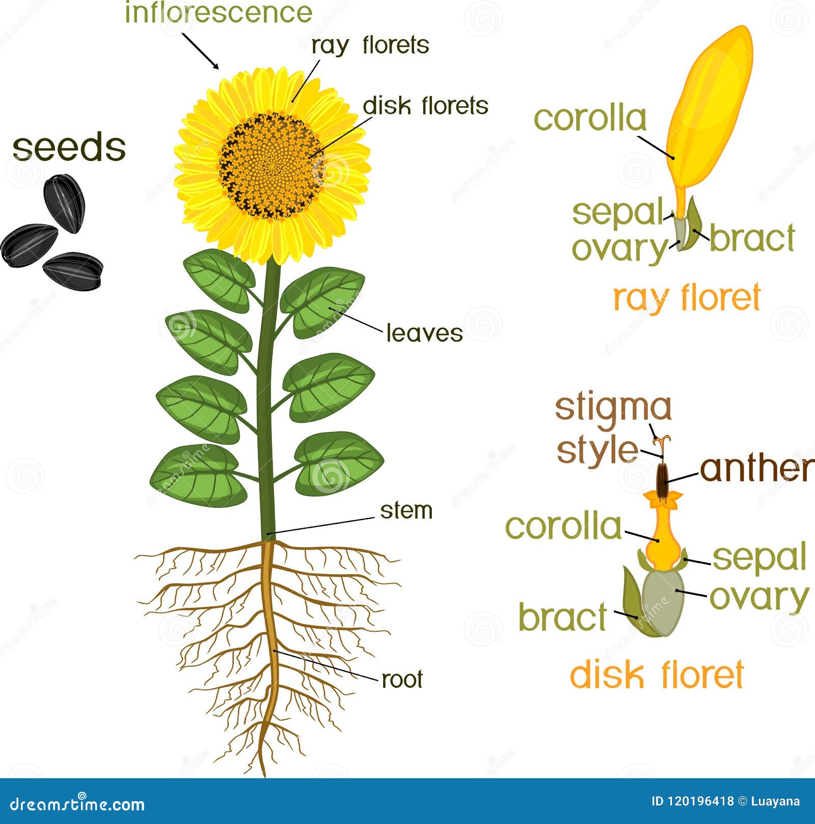 Partes De La Planta Del Girasol Morfología De La Planta Floreciente Con El  Sistema, La Flor, Las Semillas Y Los Títulos De La Raí Ilustración del  Vector - Ilustración de fondo, aislante: