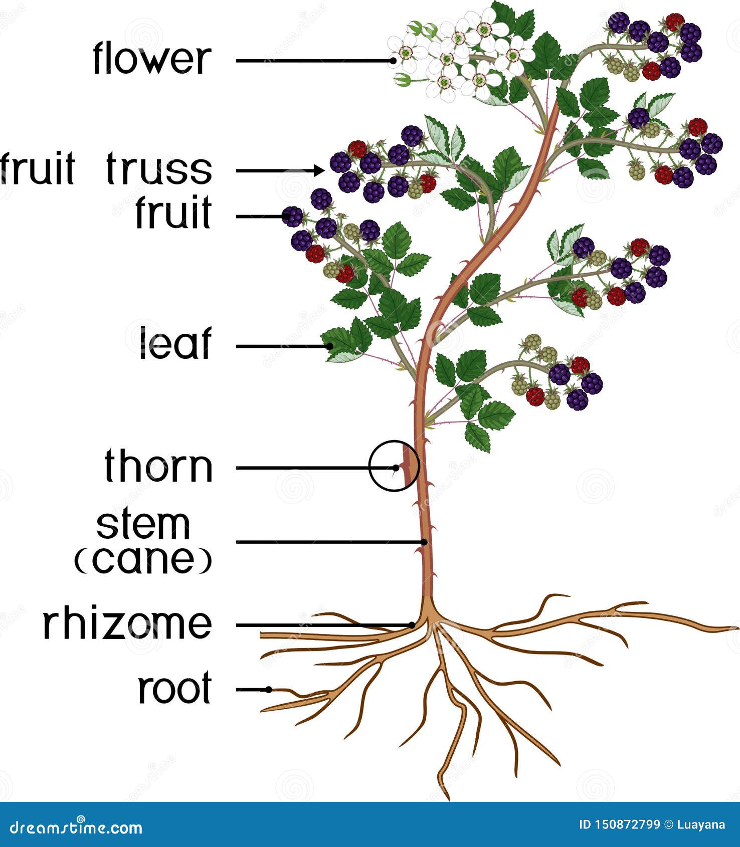 Morfologia das Plantas - Percepção e Desenho