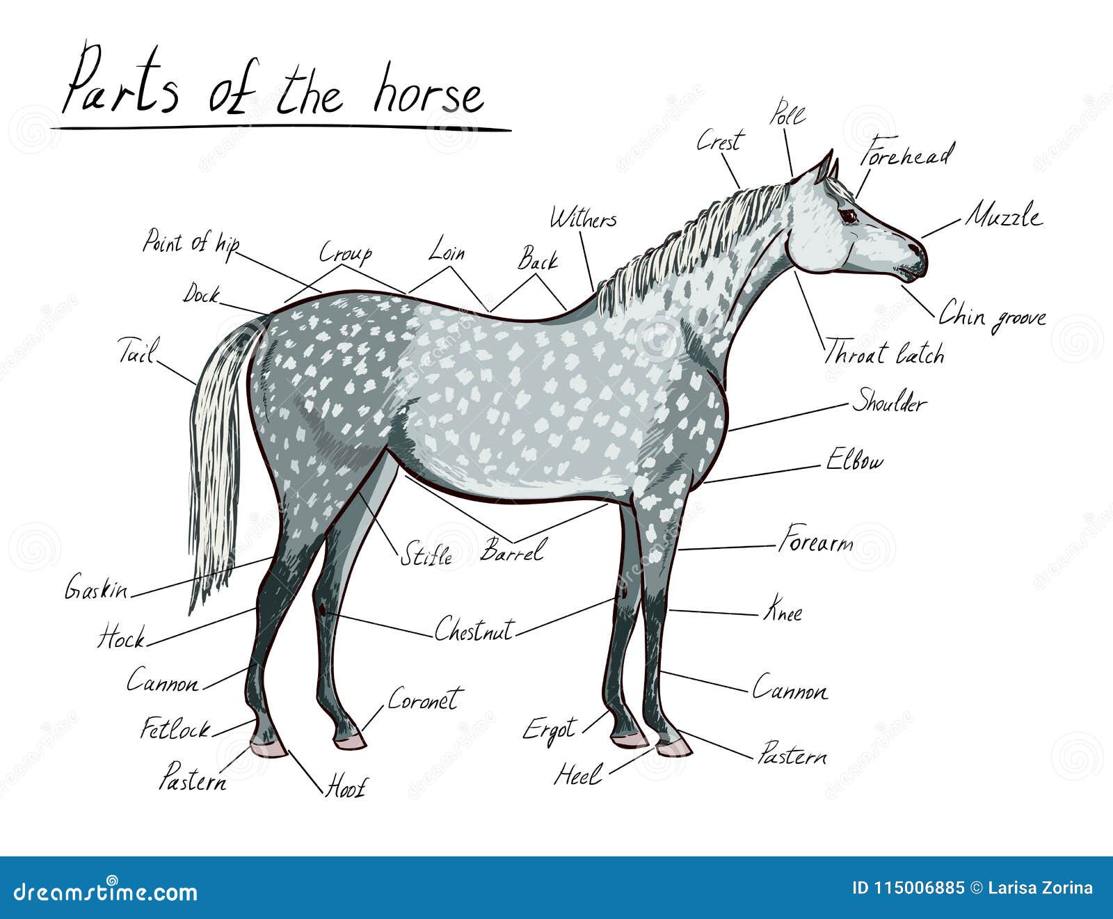Конь части слова. Части лошади. Анатомия лошади части. Лошадь схема. Анатомия головы лошади.