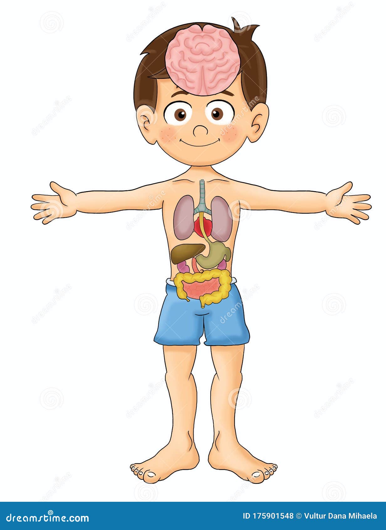 Partes del cuerpo stock de ilustración. Ilustración de muchacho - 175901548, image size:1232x1690