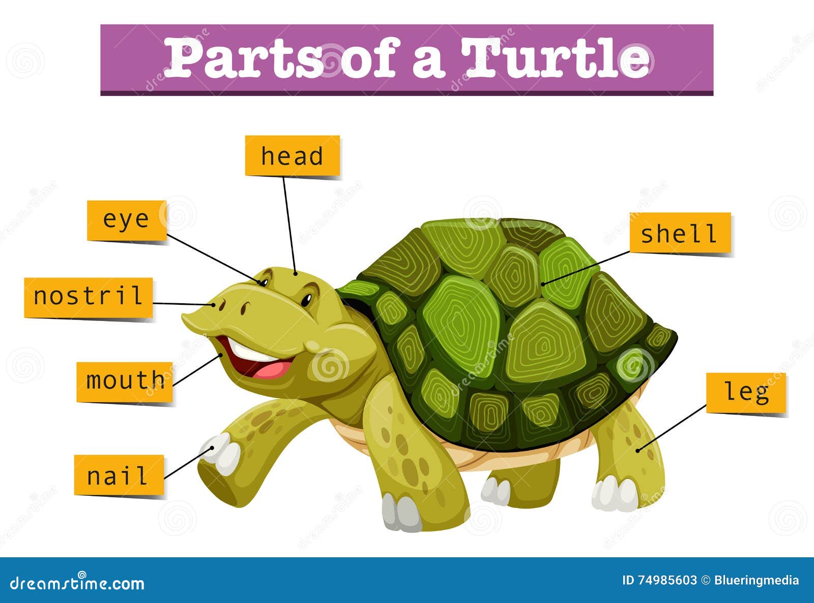 Как будет черепаха на английском. Части тела черепахи. Черепаха строение тела. Строение черепахи для детей. Части тела черепахи для детей.