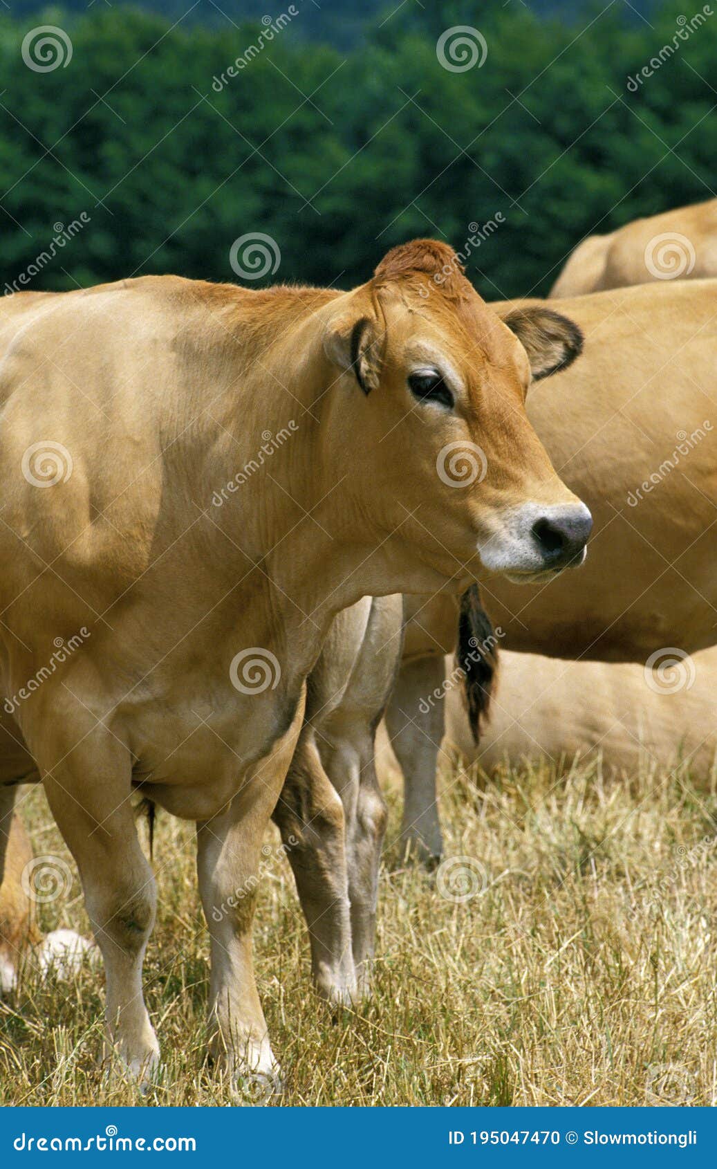 Parthenaise Cattle, a French Breed, Cow Stock Photo Image of animal
