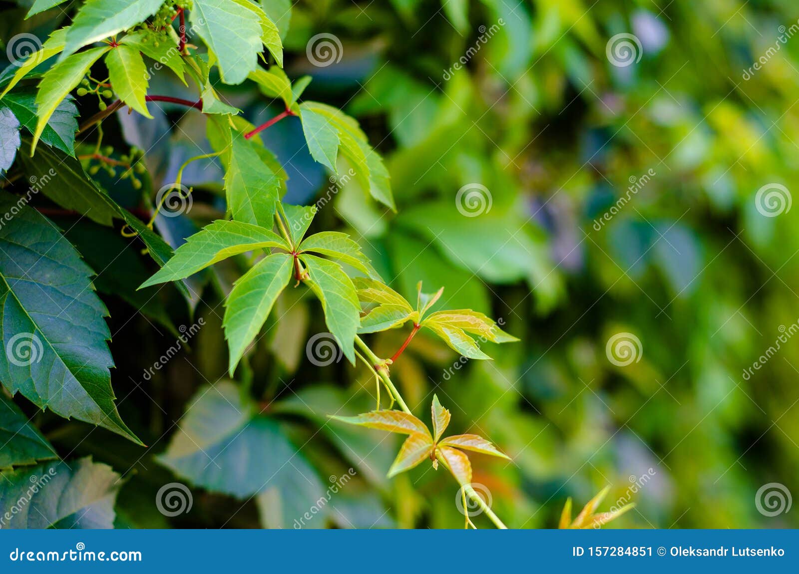 Parthenocissus quinquefolia