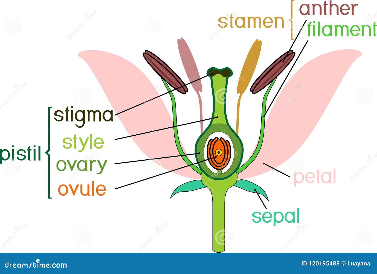 Parti Del Fiore Con I Titoli Sezione Trasversale Del Fiore Tipico Dell Angiosperma A Periodo Di Doppia Fecondazione Illustrazione Vettoriale Illustrazione Di Fertilizzazione Schema 120195488