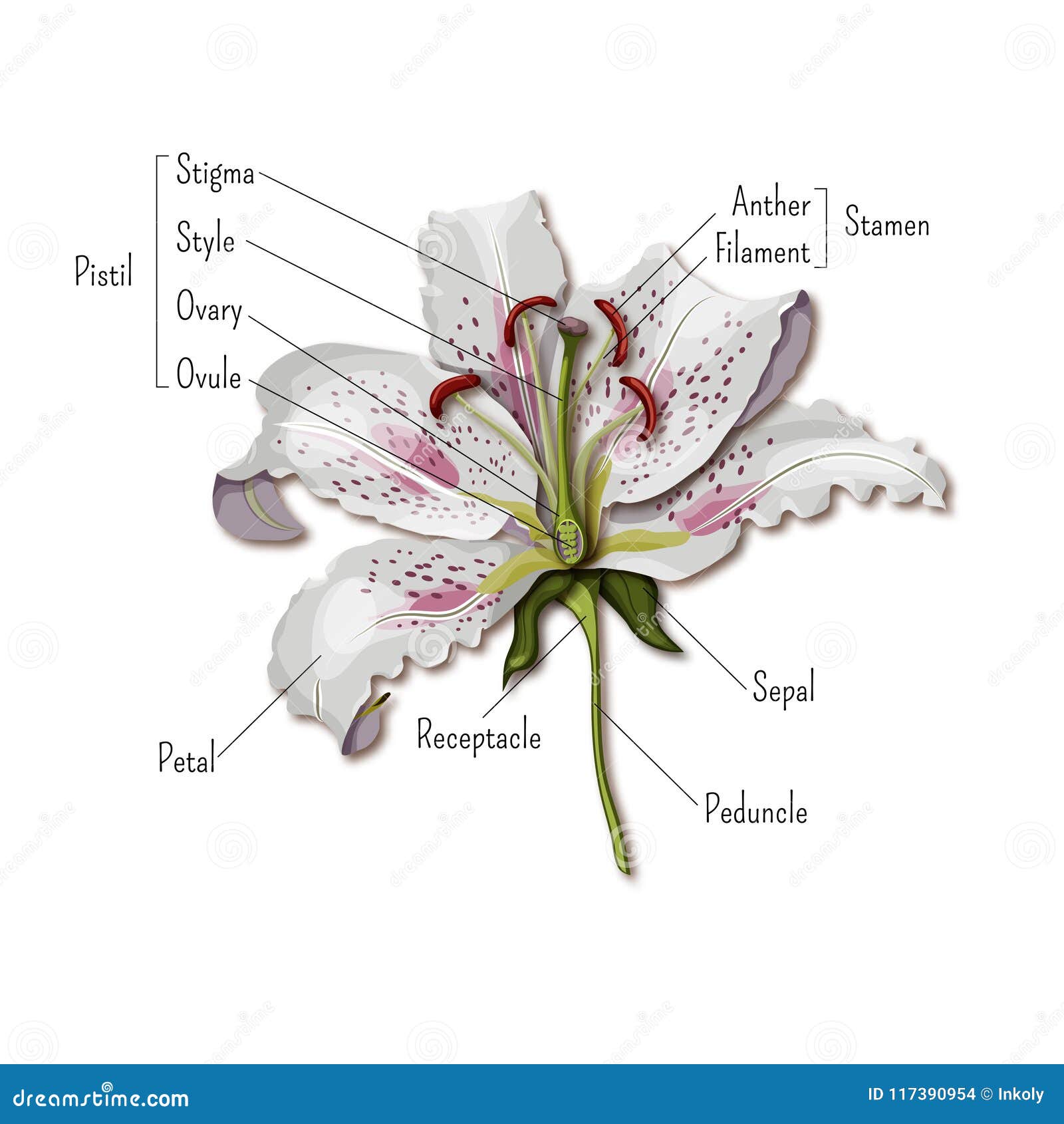 Parti Del Infographics Del Fiore Anatomia Del Fiore Del Giglio Scienza Per I Bambini Illustrazione Vettoriale Illustrazione Di Foglio Calice