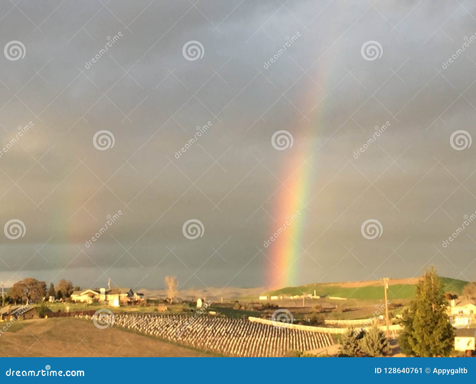 partial double rainbow with green grass and young vineyard - paso robles, california
