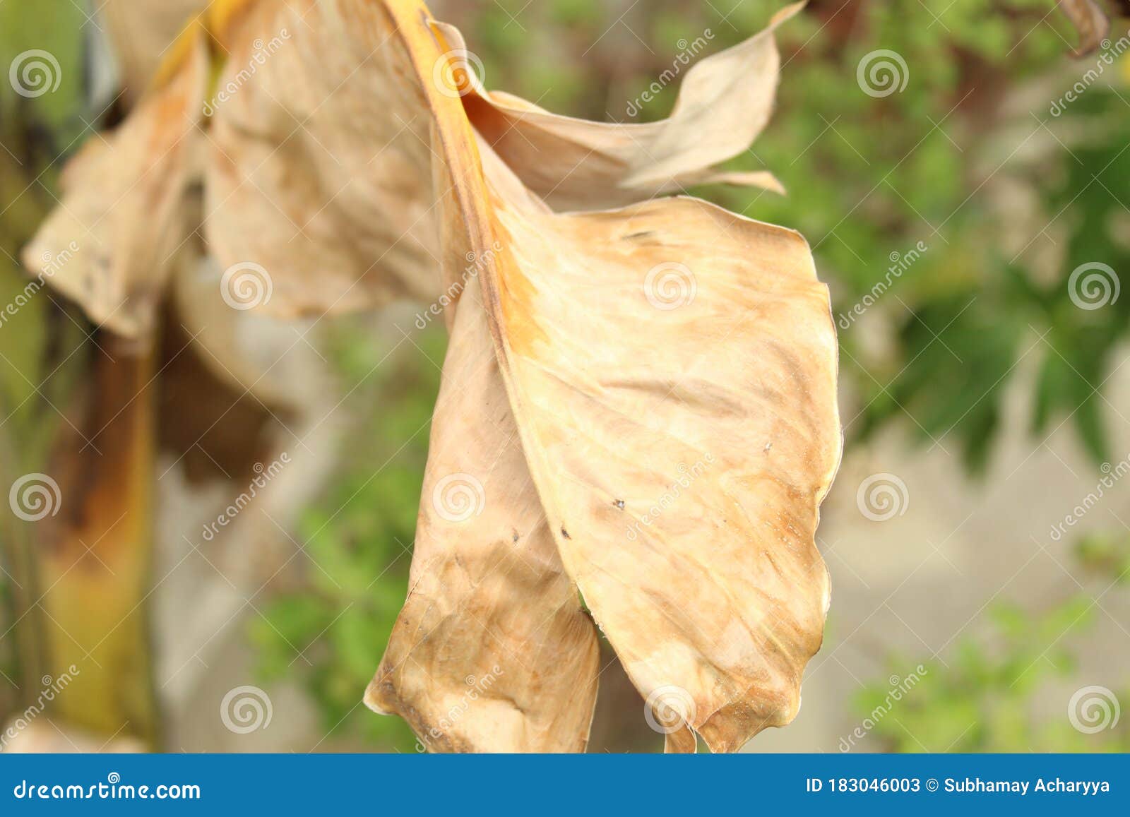 Partial View of Dead Dried Banana Leaf with Selective Focus on it Under