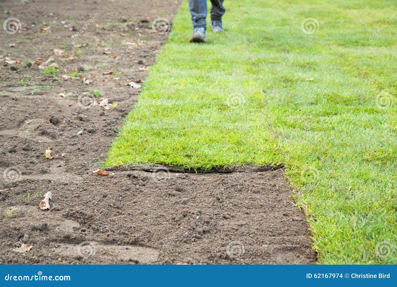 A partially laid lawn from grass turf with a man s feet in the background walking, flattening out the turf.