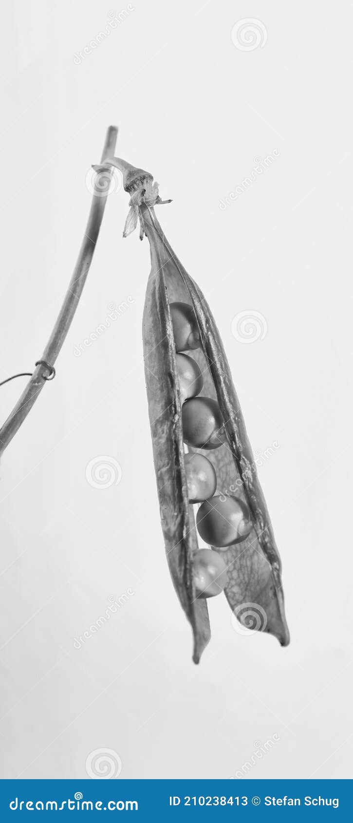 we stick together - art in b&w - peapod still life
