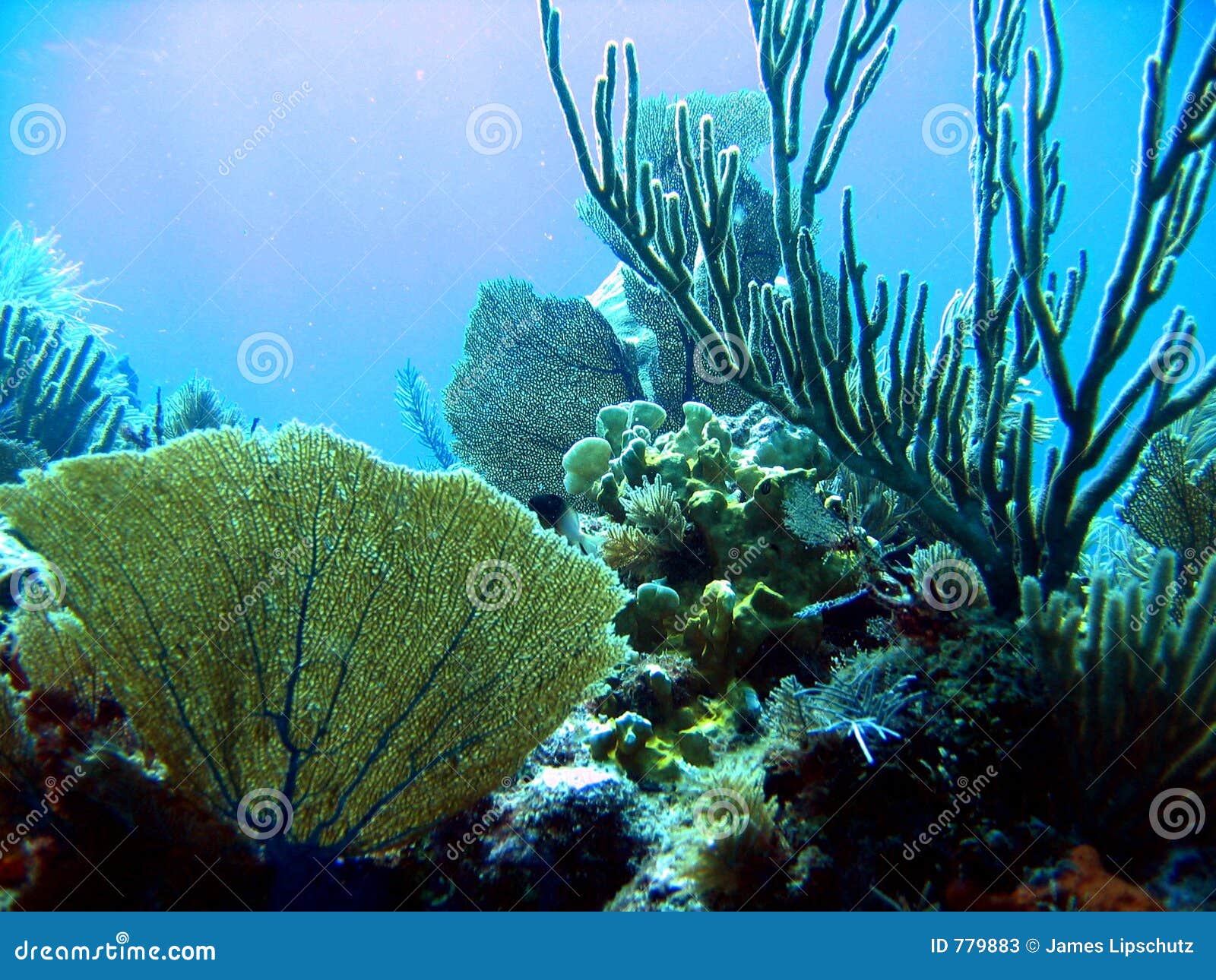 Particolari Del Corallo Del Mare Immagine Stock - Immagine di