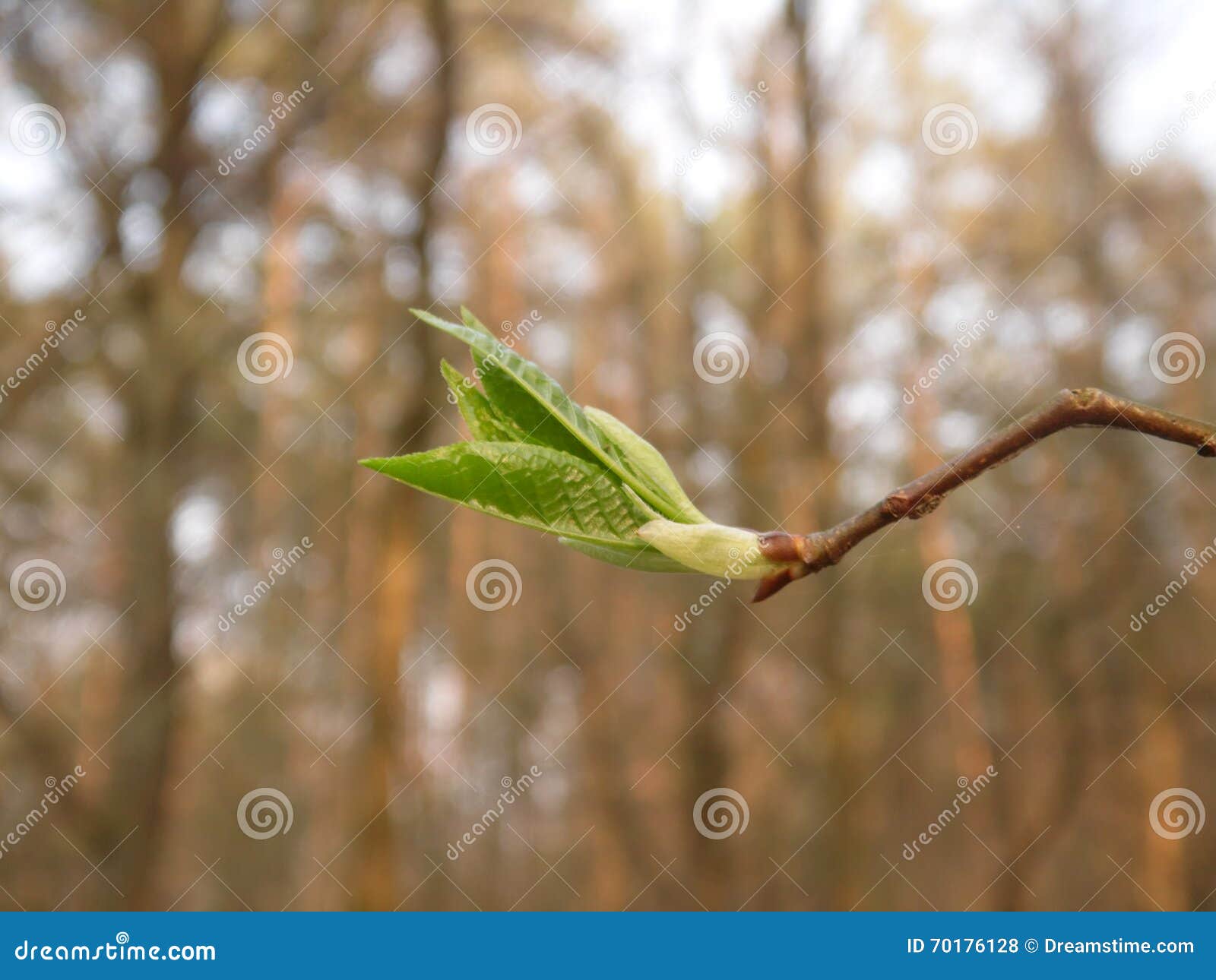 Particolari Della Natura Fotografia Stock Immagine Di Nave