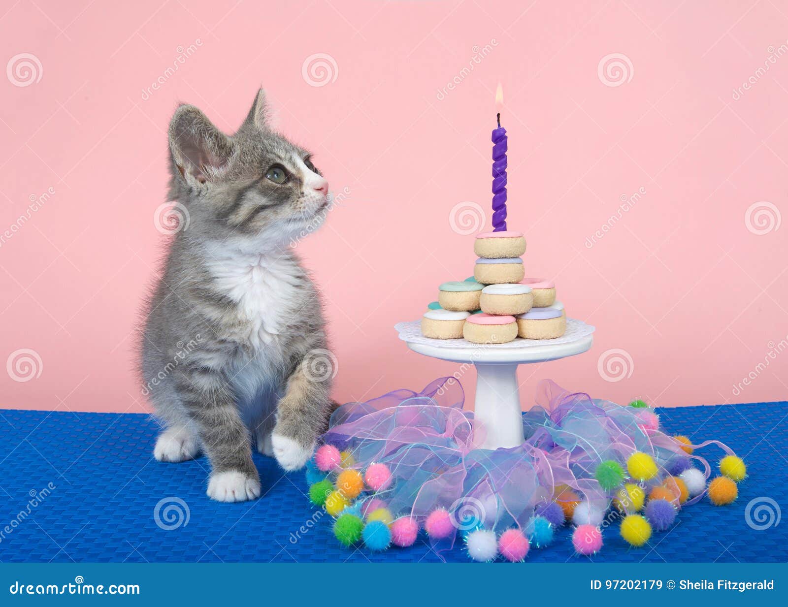 Partie Tigree De Gateau De Beignet De Joyeux Anniversaire De Chaton Image Stock Image Du Partie Beignet Partie Tigree De Gateau De Beignet De Joyeux Anniversaire De Chaton Image Stock Image Du Partie Beignet