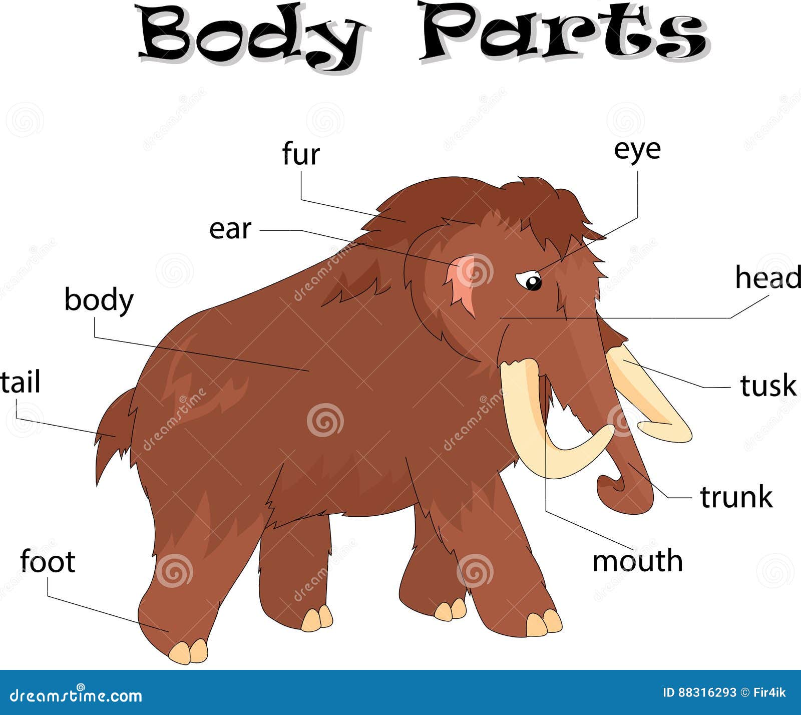 Parties du corps gigantesques Anatomie animale en anglais