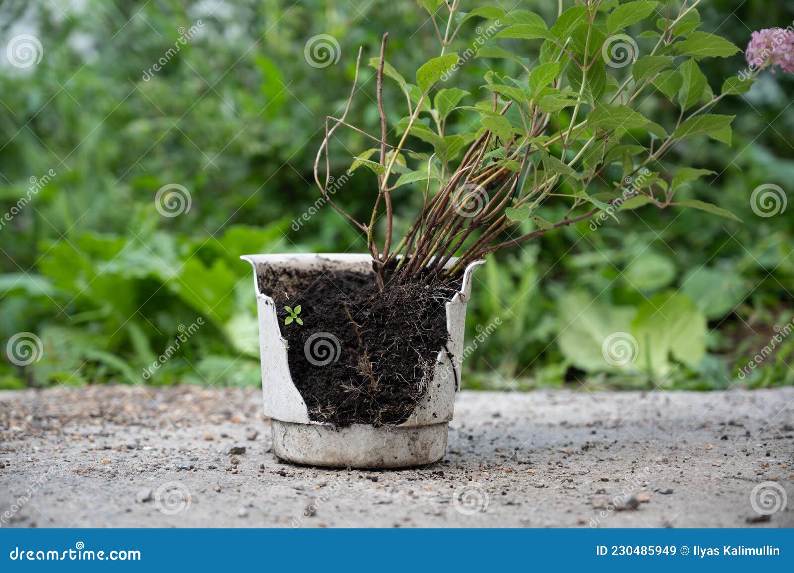 Partly Broken Flower Pot with Bare Root Stock Image Image of plant