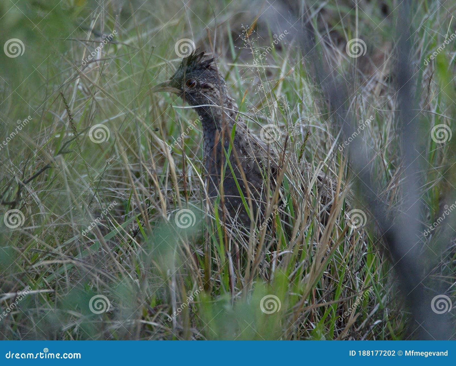 partridge at cerro blanco reserve